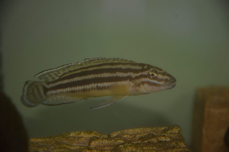 Julidochromis cf. regani 'Chisanse'